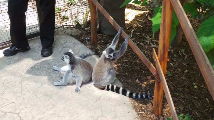 Wild Animal Park Lemurs