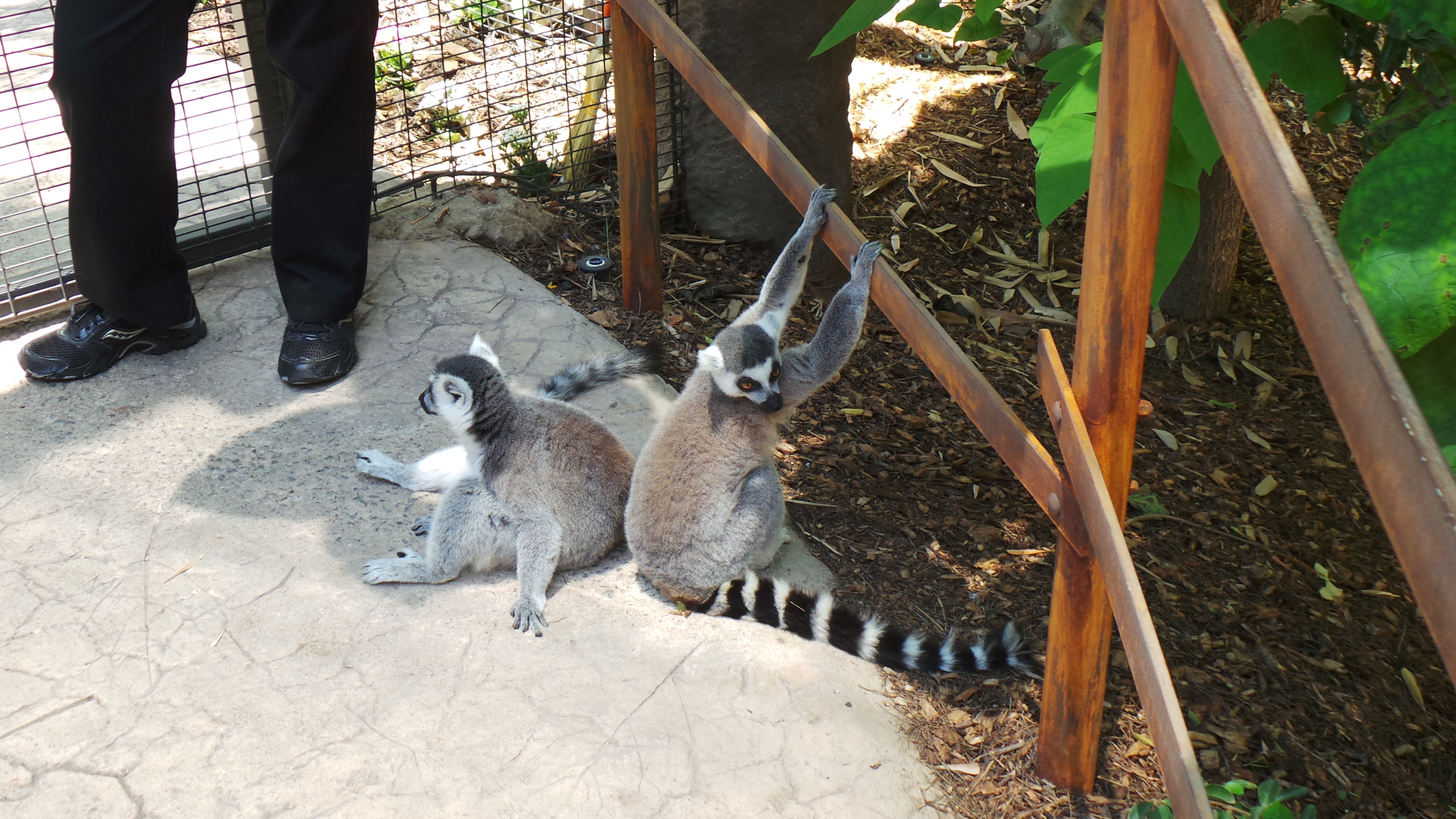 Lemur Walk at San Diego Zoo Safari Park