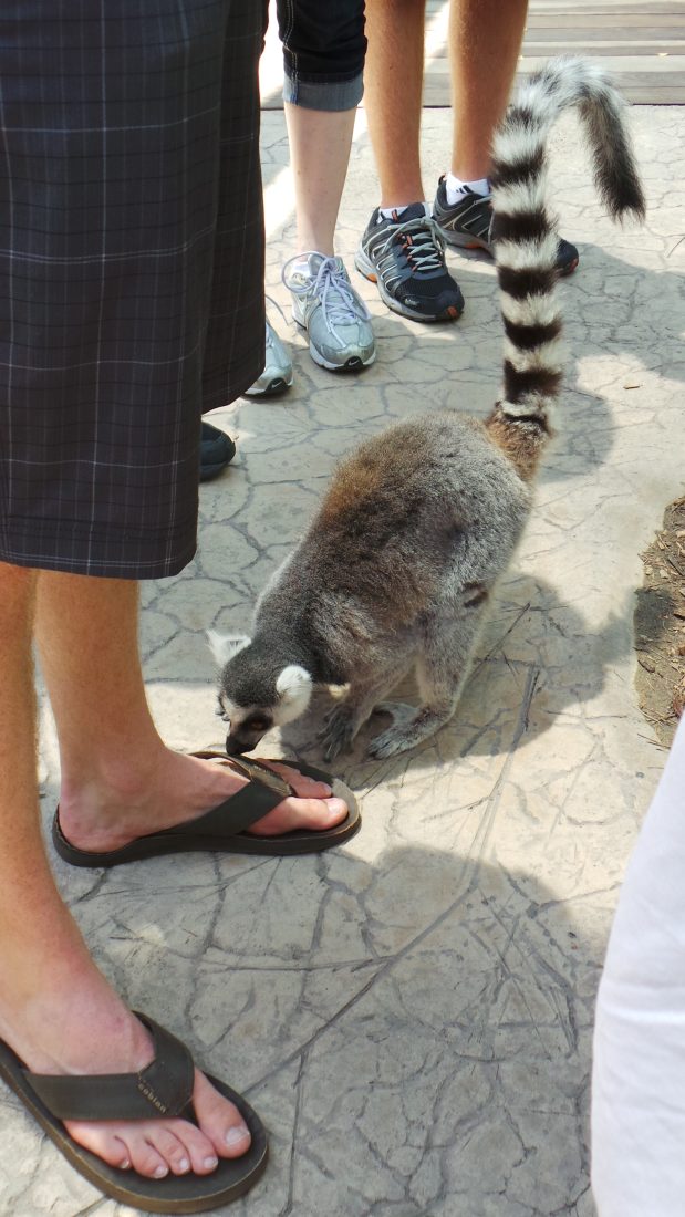 Lemur licking toes at San Diego Zoo Safari Park