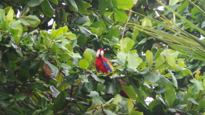 Scarlett-Macaw-Wild-Costa-Rica