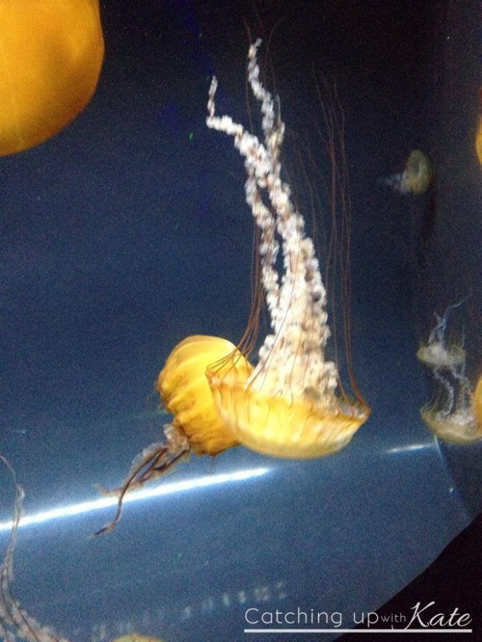 jellyfish_Aquarium