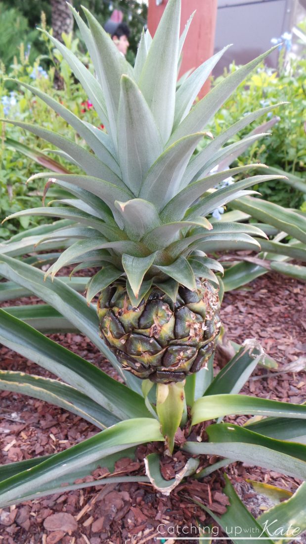 pineapple epcot