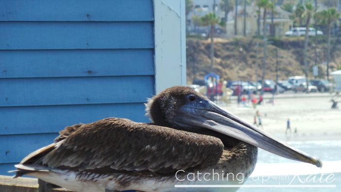 pelican-oceanside-pier