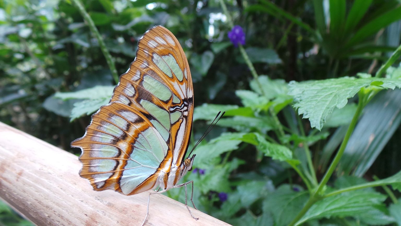 Butterfly Jungle at the San Diego Zoo Safari Park