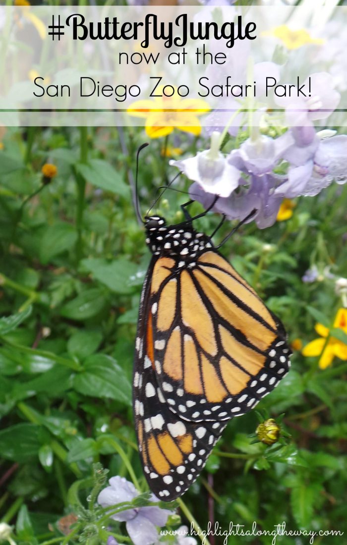 Butterfly Jungle at the San Diego Zoo Safari Park