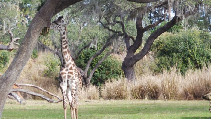 giraffe savannah
