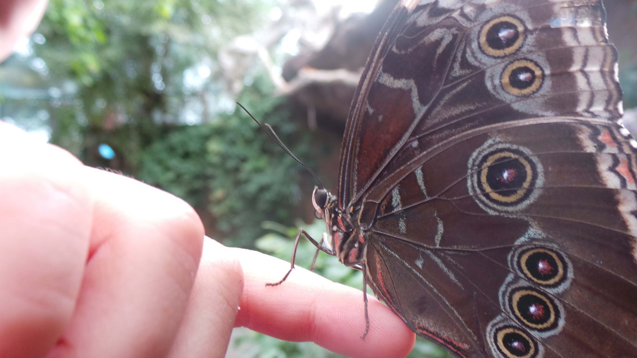 Butterfly Jungle at the San Diego Zoo Safari Park