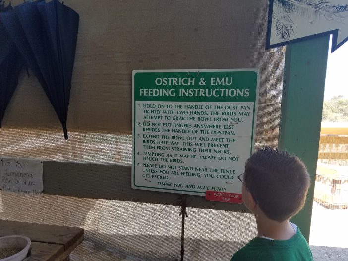 rules at ostrichland for feeding the ostriches