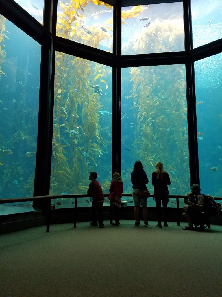 Monterey California with kids. Free jellyfish printable.