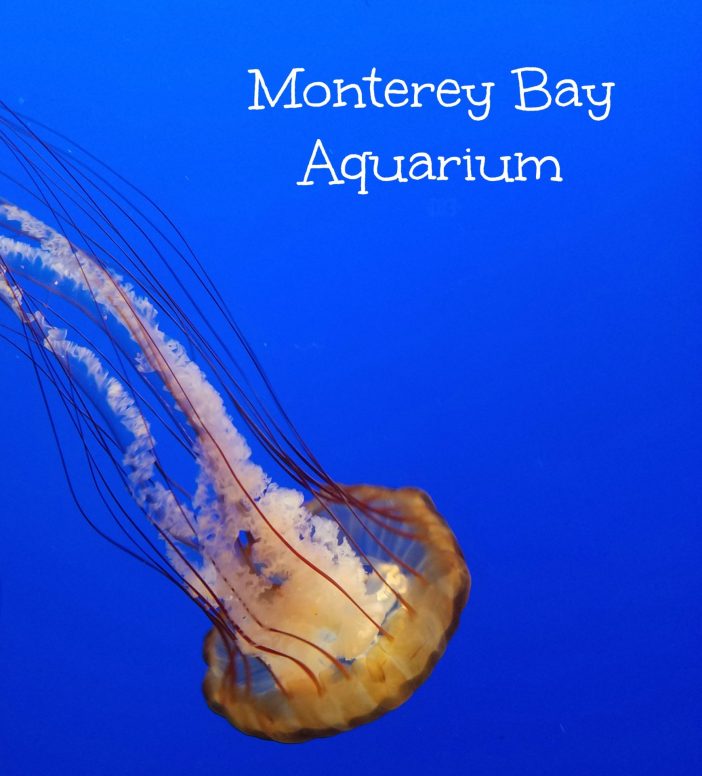 monterey jellyfish