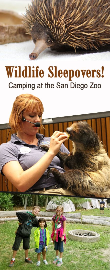 San Diego Zoo sleepover
