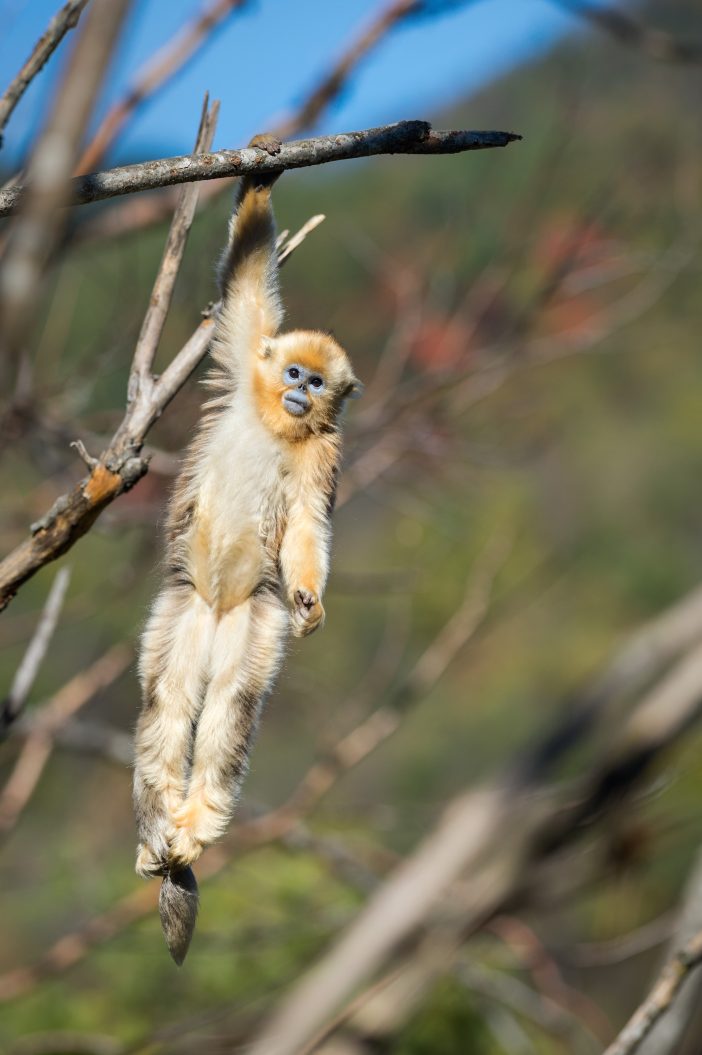 born in china tao tao golden monkey