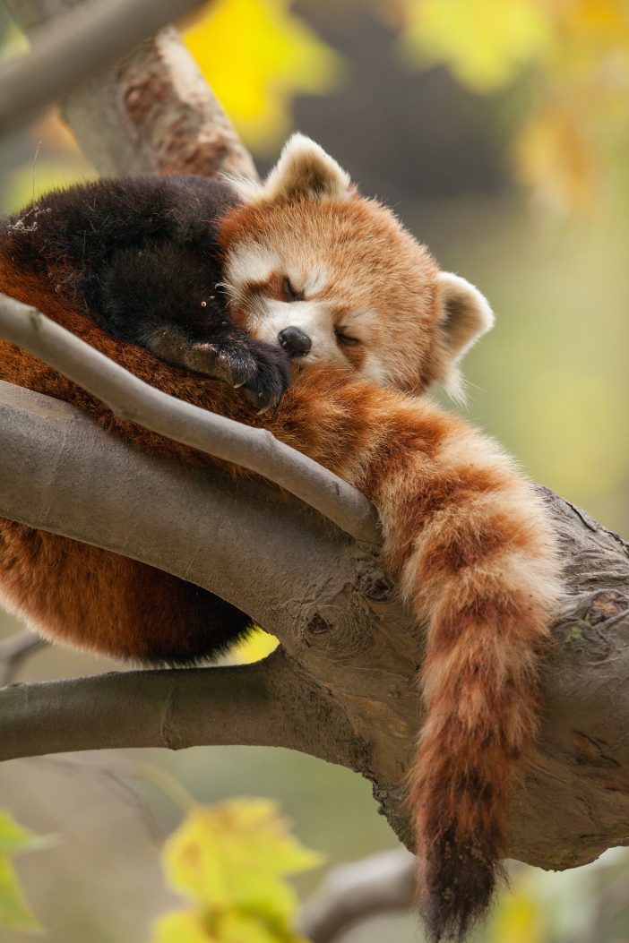 Born in China red pandas