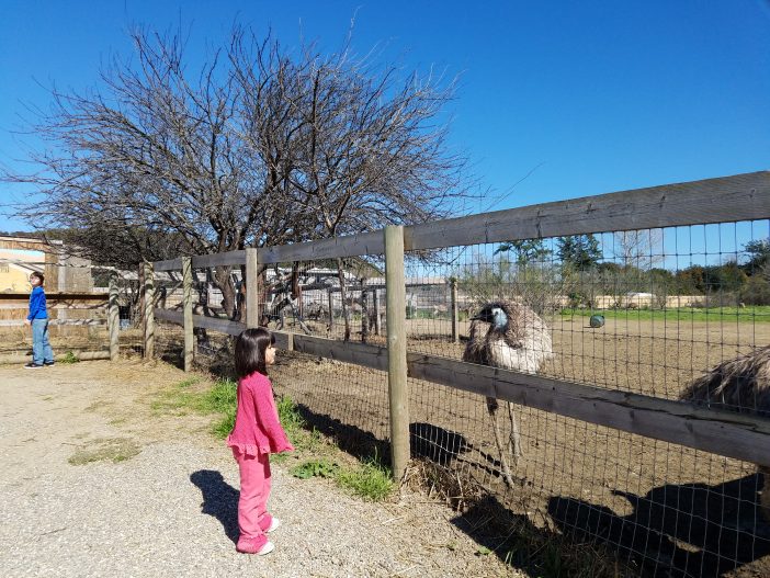 Ostrichland Road Trip