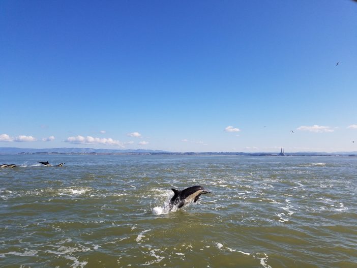 whale watching in Monterey for spring break
