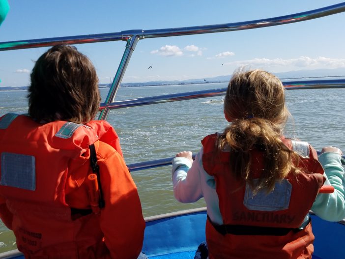 whale watching in monterey