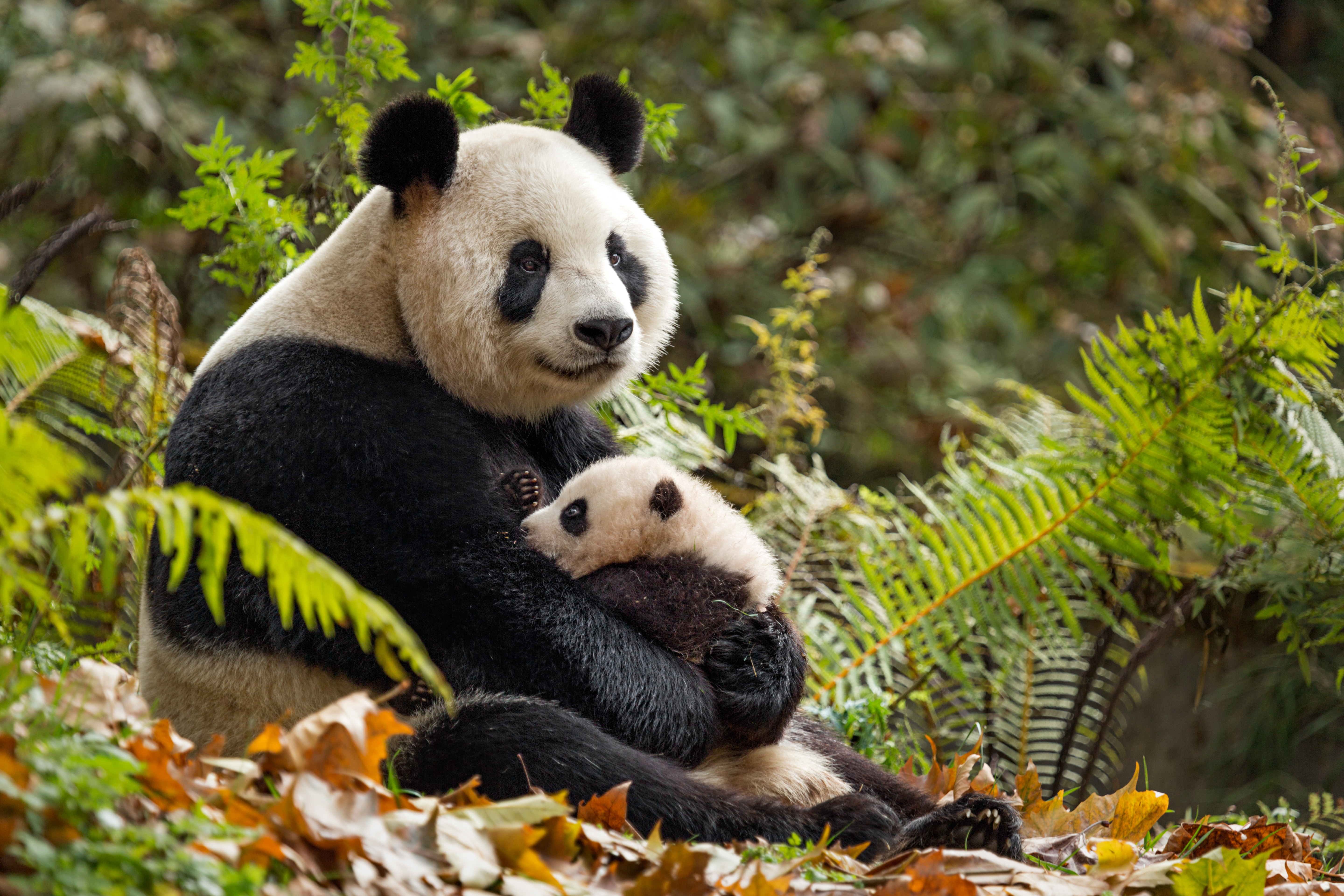 Born in china pandas
