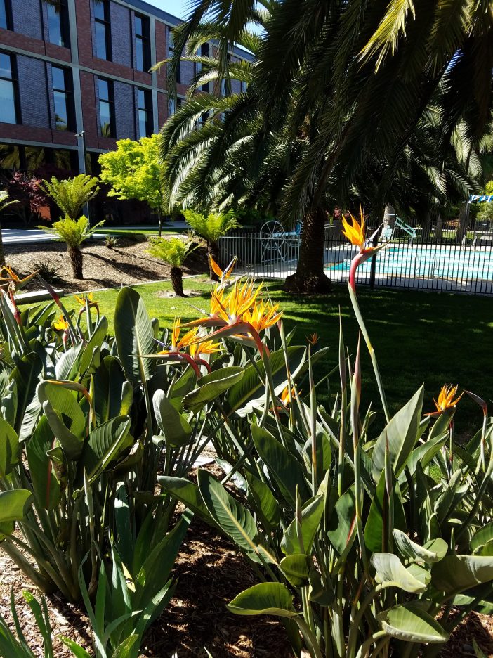 flowers at pixar