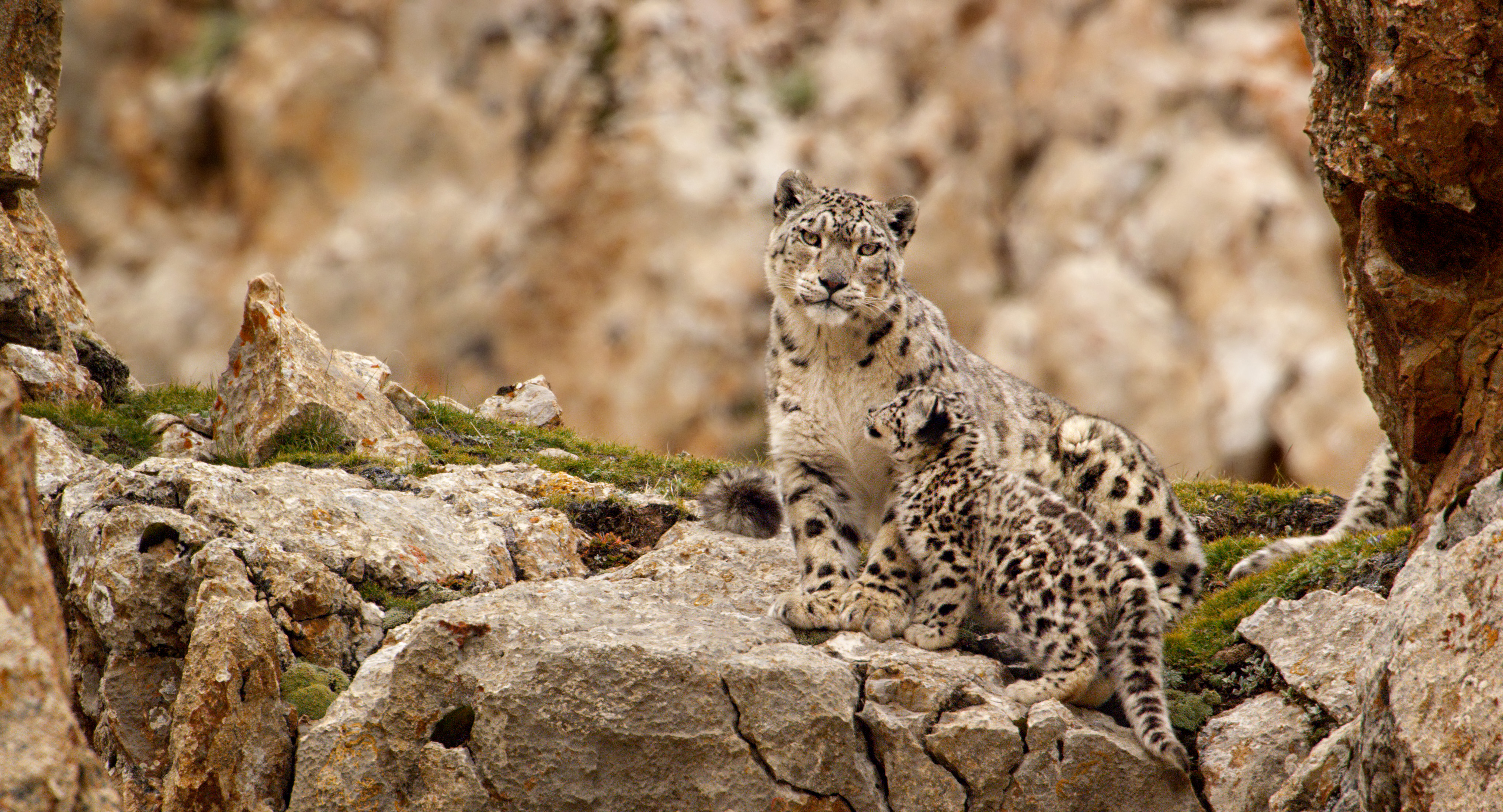 snow leopard born in china