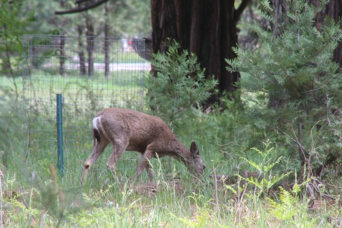 deer yosemite