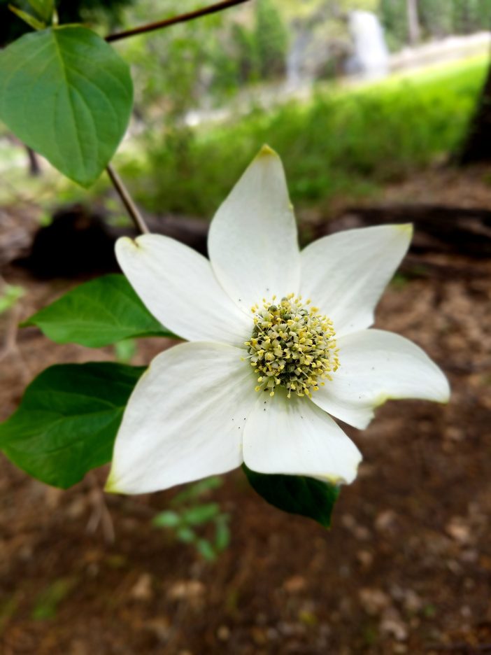 dogwood