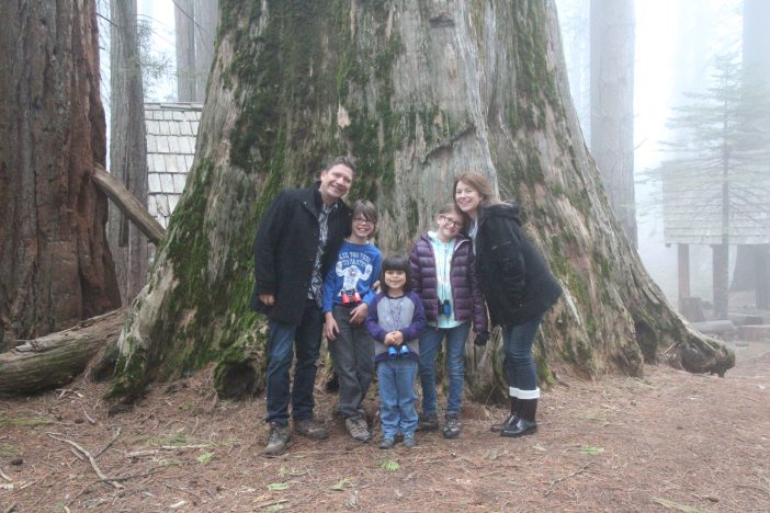 giant sequoia trees