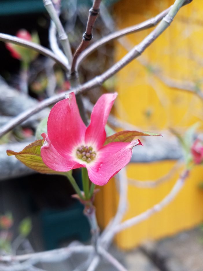 pink dogwood