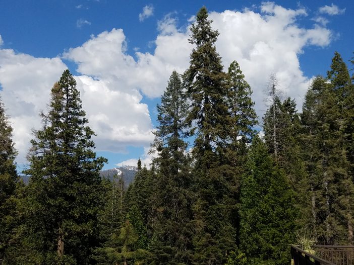 trees blue skies