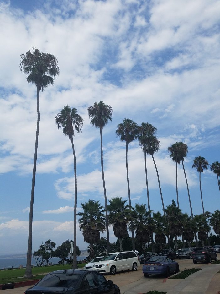 palm tree