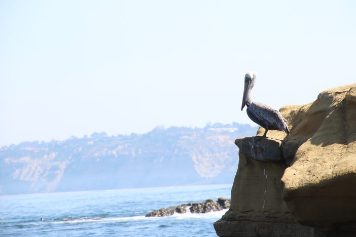 pelican