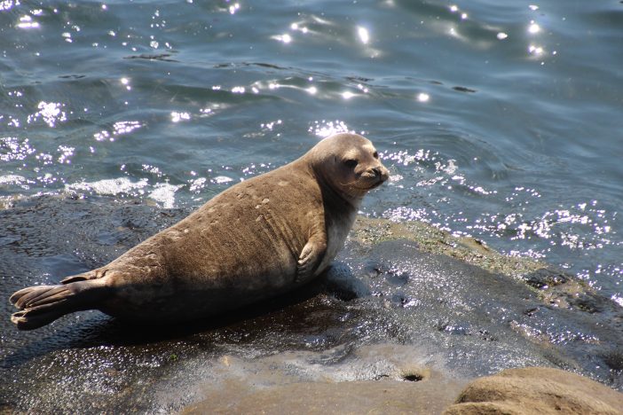 seal pup in la jolla