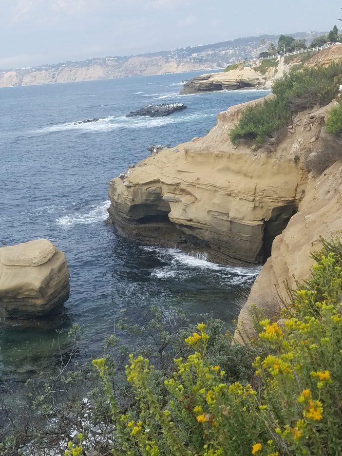 wildflowers-la-jolla