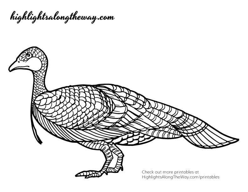 wild turkey coloring pages