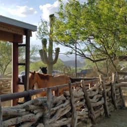 tanque verde ranch horses