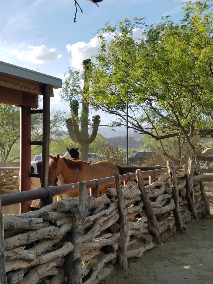tanque verde ranch horses