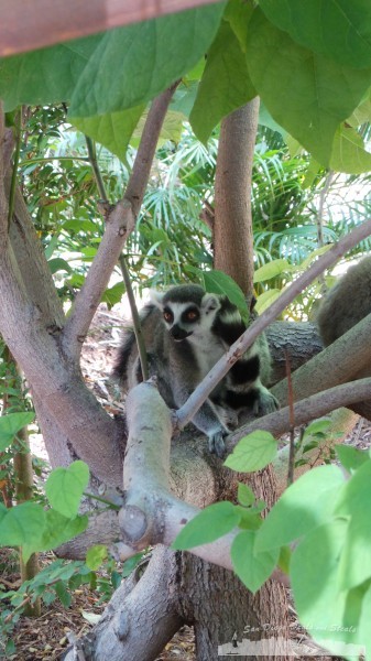 San Diego Zoo Safari Park Lemur Walk