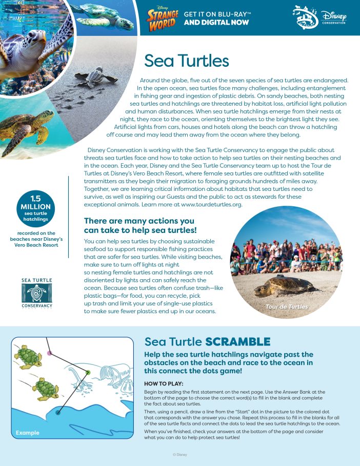 Sea Turtle FREE Printable Activity Sheets