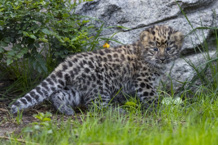 Amur Leopard cubs 