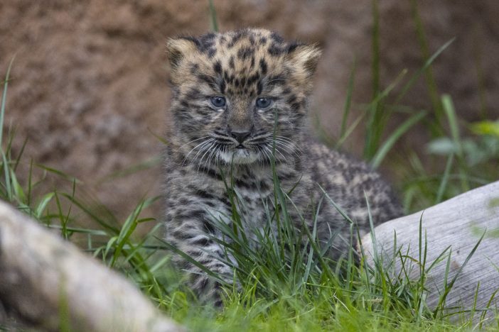 Leopard cub Russia China
