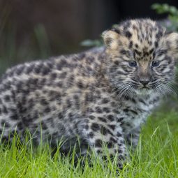 Amur Leopard high resolution photo