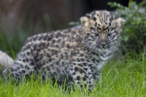 Amur Leopards Born at San Diego Zoo! Free Printable Activity Sheets!