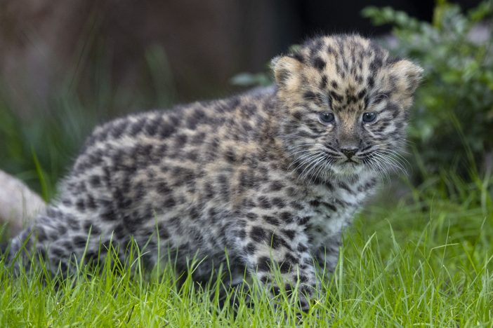 Amur Leopard high resolution photo