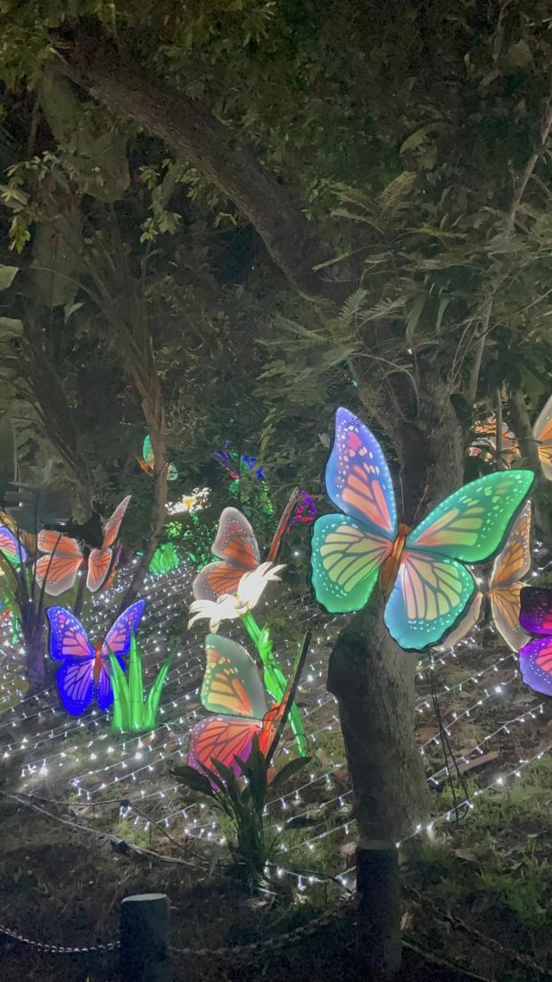 la zoo lights butterflies christmas lights